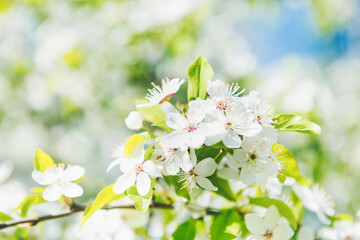 White flowers on a blossom cherry tree with soft background of green spring leaves and blue sky