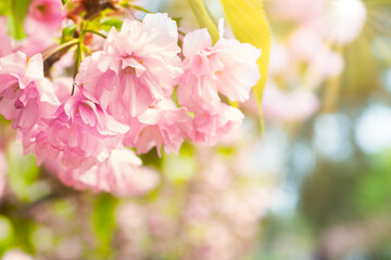 Blossom of pink sakura flowers on spring tree branch. Macro close up shot