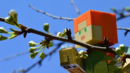 Fototapeta premium LEGO Minecraft action figure of Alex checking real Pear tree spring branch with white flower buds (latin name Pyrus Communis). Blue clear skies in background. 