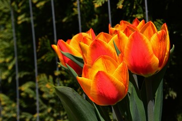 Flame orange to yellow tulip flowers in full blossom growing at the garden fence, spring late april season. 