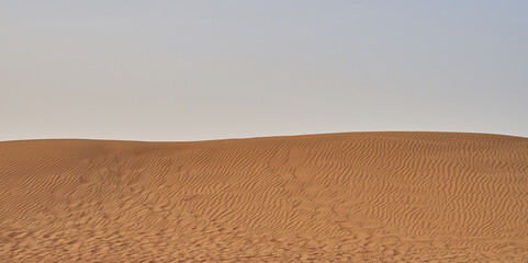 green shrubs grow in the Abu Dhabi desert