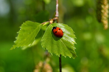 Fototapeta premium small ledybug on green leaf Green leaves blurred background