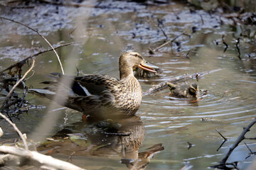 Mother and Mallard Ducklings in nature, baby ducks