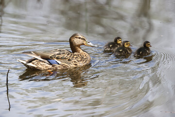 Mother and Mallard Ducklings in nature, baby ducks