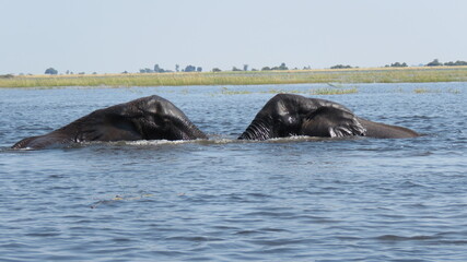 Fototapeta premium Skinny dipping together
