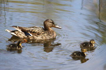 Mother and Mallard Ducklings in nature, baby ducks