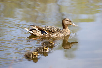 Mother and Mallard Ducklings in nature, baby ducks
