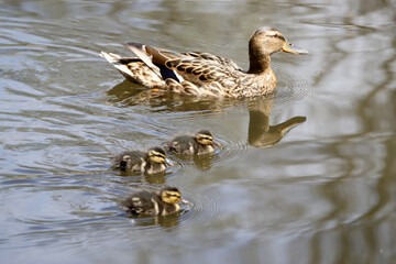 Mother and Mallard Ducklings in nature, baby ducks
