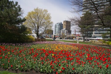 A park full of tulips on a spring day