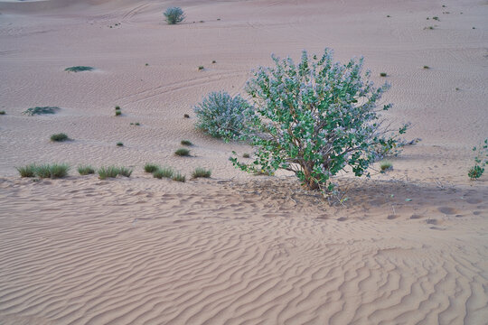 Green Shrubs Grow In The Abu Dhabi Desert