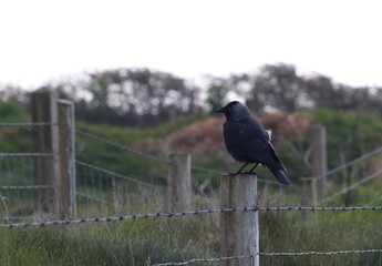 A landscape photograph of a crow on fencing, in farmland on the Gower, Worm's Head. South Wales coast