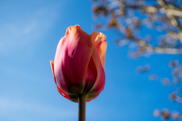 Macro einer blühenden Tulpe von unten