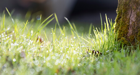 Bright fresh summer or spring nature background. Sparkling green gras with dew drops closeup ans a...