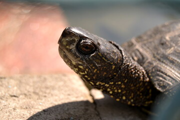 close up portrait shot of the curious turtle