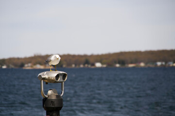 A seagull on some binoculars 