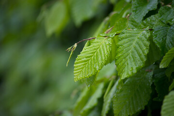 closeup of rain drops on hornbeam leaves in hedge at spring