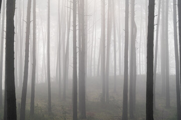 leśne wzgórze w lesie sosnowym