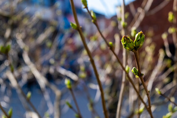 Opening buds with green leaves on the branches. Copy space