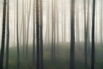 leśne wzgórze w lesie sosnowym