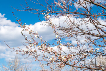Branches of a budding tree in spring.