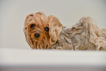 mokry pies , kąpiel psa - obrazy, fototapety, plakaty