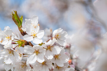 Fototapeta premium white sakura (cherry) blossoms on a branch