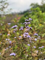 The purple flower picture was taken in the Kodaikanal forest.