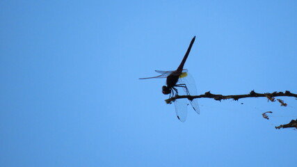 Dragonfly silhouette