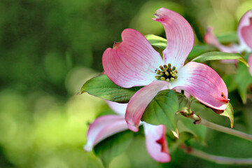 Obraz premium Dogwood