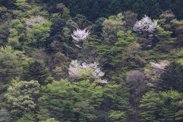 南アルプスの風景。長島ダム。（大井川上流、静岡県川根本町）。エメラルドグリーンの水を湛えるダム湖。