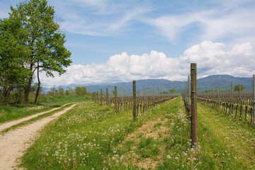 Fototapeta na wymiar A vineyard close to the north east Italian village of Orzano in Friuli-Venezia Giulia in late April. The grapevines are only just starting their spring growth 