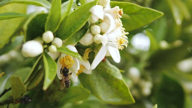 Honey Bee Collects Pollen from Citrus Orange Blossom Flowers 4K
