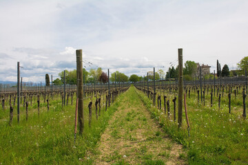 Fototapeta na wymiar A vineyard close to the north east Italian village of Orzano in Friuli-Venezia Giulia in late April. The grapevines are only just starting their spring growth 