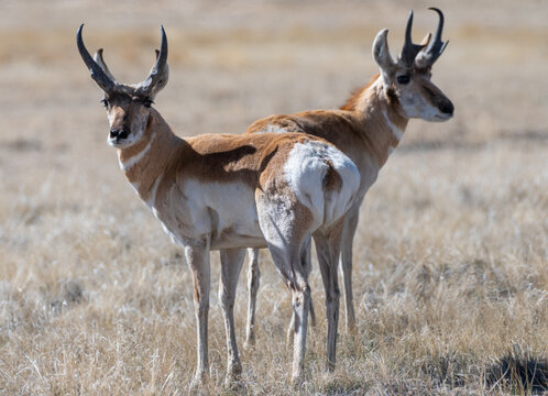 Wild Pronghorn in the Colorado Grasslands