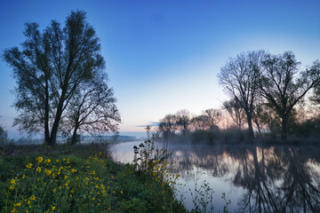 Obraz premium Horizontal view on small river Linge with yellow rapeseed and grass in front, trees on the horizon and morning haze on the water with reflections during blue hour in spring. Betuwe in Netherlands.