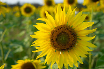 
Outdoor sunflower field