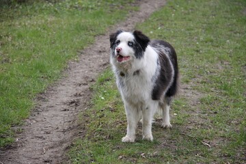 blue merle border collie dog on a walk