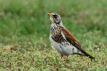 Fieldfare standing motionless in the grass. Side view, close up. Genus species Turdus pilaris. 