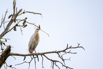 Cattle Egret (Bubulcus ibis
) perching on pine tree