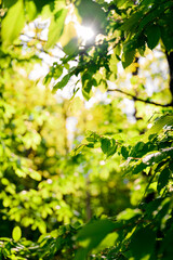 Fototapeta na wymiar Lush green leaves of hornbeam in the forest.