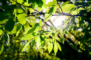 Lush green leaves of hornbeam in the forest.