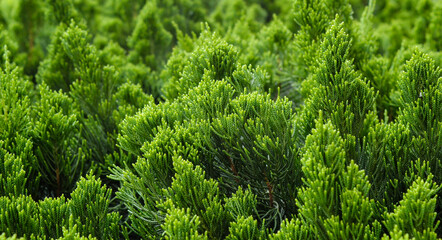 Green Pine Shoots cluster background