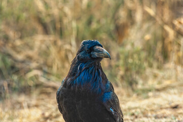 Portrait of a black raven in Yellowstone National Park.