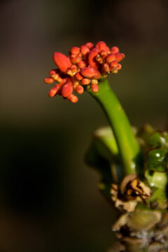 Macro shot of Twig carrying buds of Buddha belly plant at Republic Day Flower Show in Lalbagh, India