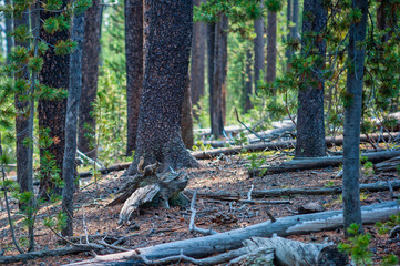 View of lush pine forest in Yellowstone