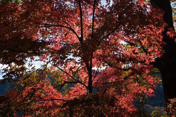 埼玉県神川町にある城峯公園の見頃を迎えた紅葉