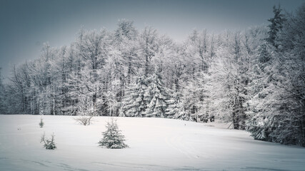Forest covered by snow in the mountains