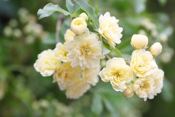 黄色の木香薔薇
