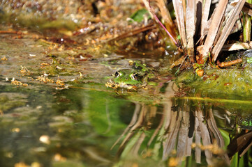 Teihfrosch - green frog
