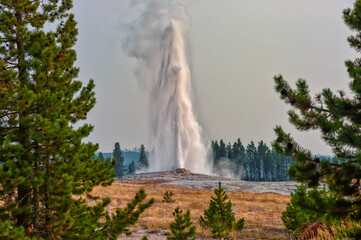 Old Faithful framed by pine trees, smoke filled sky and erupting in Yellowstone
